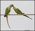 _9SB9734 rose-ringed parakeets